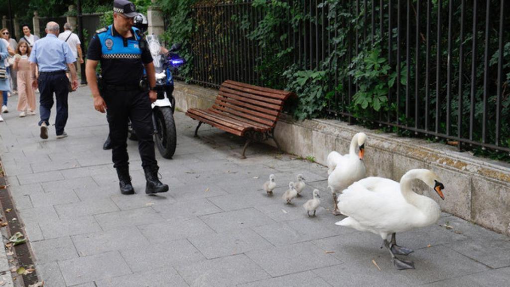 Unos cisnes y sus crías fuera del Campo Grande
