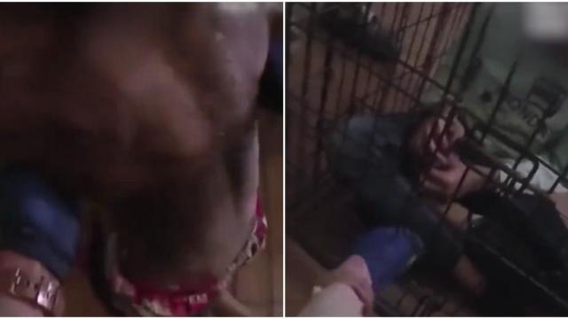 Imágenes del rescate de unos niños en Las Vegas secuestrados por su padre