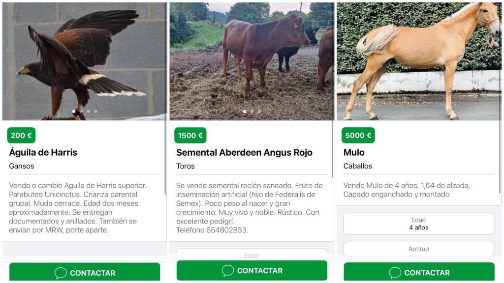 Anuncios en la aplicación de Vacapop.