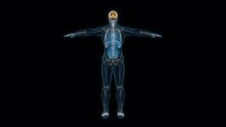 Representación del sistema nervioso de una persona. Imagen: UC3M.