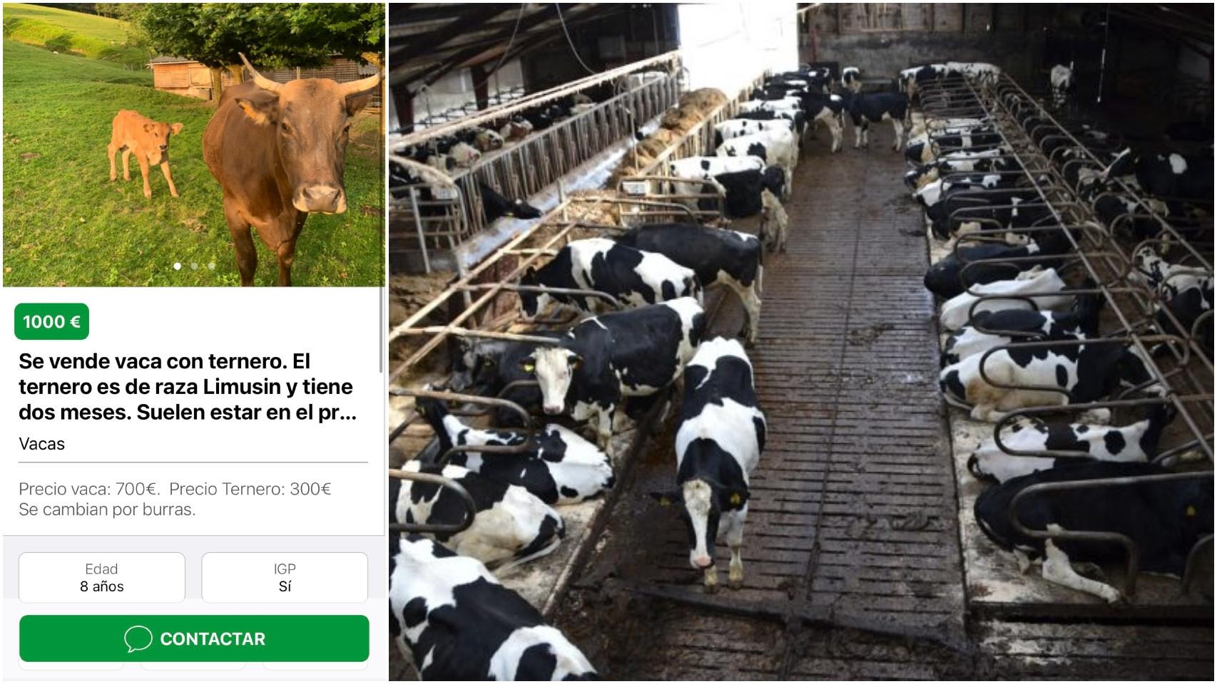 A la izquierda, anuncio en la aplicación. A la derecha, ganadería de vacas.