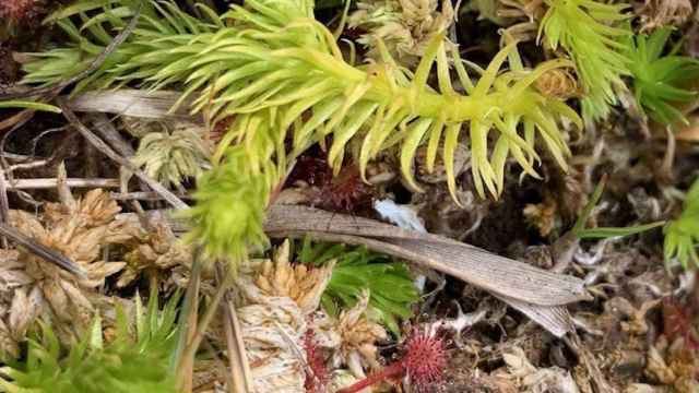 Licopodio das Brañasn uno de los helechos en peligro según Adega.