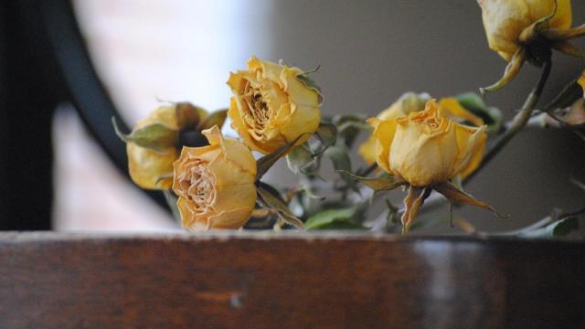 Rosas marchitas.
