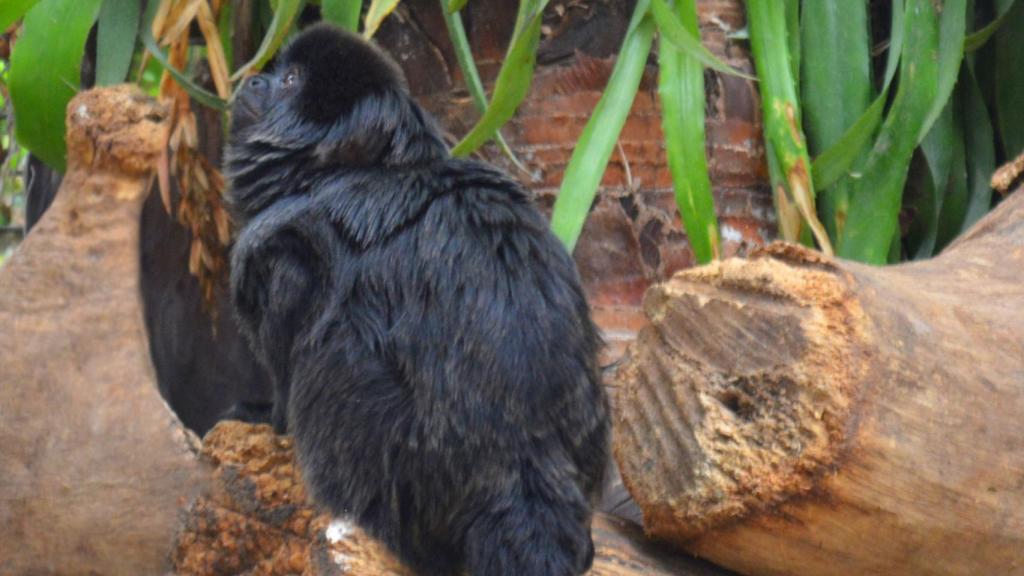 Tuta y Jerez,  nueva pareja de titíes de Goeldi de Terra Natura Benidorm.