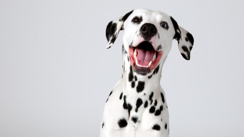 Lista de los nombres de perro más populares (para macho y hembra)