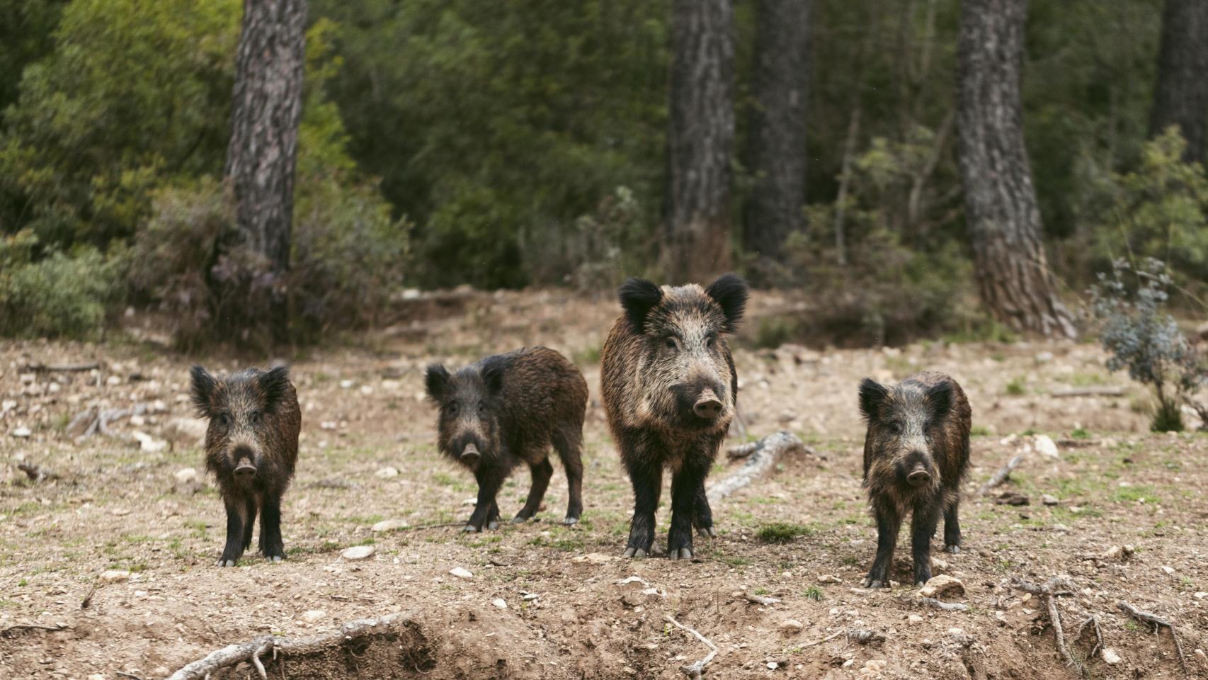 Jabalíes en la naturaleza.