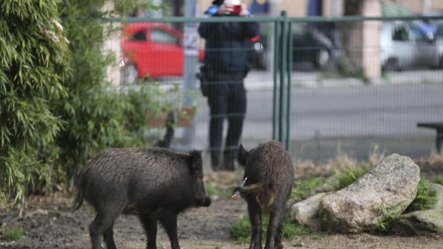 Vista de los dos jabalíes en la ciudad de Vigo, en una fotografía de archivo.