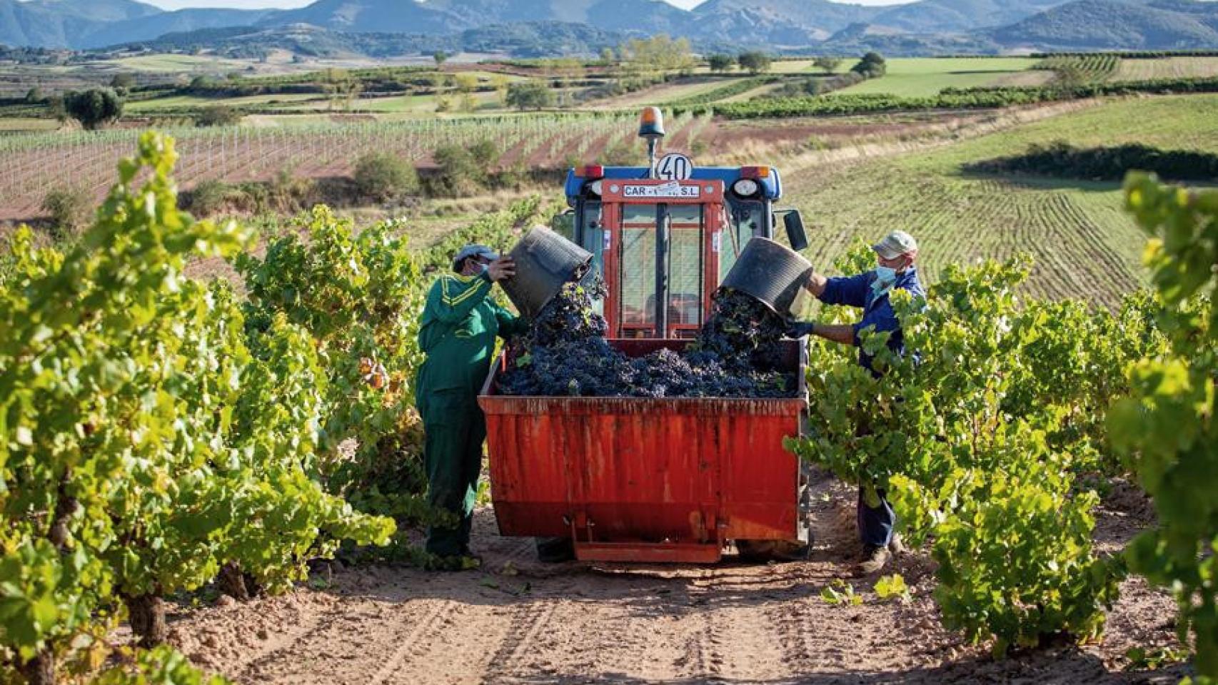 Viticultores en un viñedo de La Rioja alavesa.