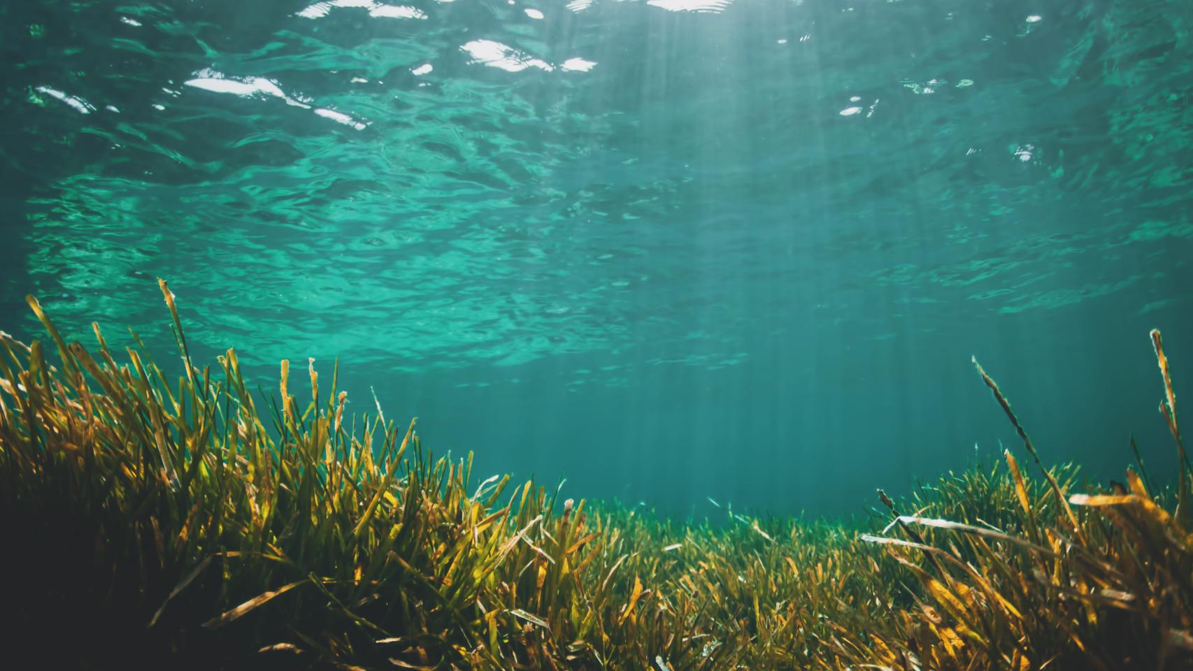 Posidonia oceánica vista dentro del mar, en una imagen de archivo.