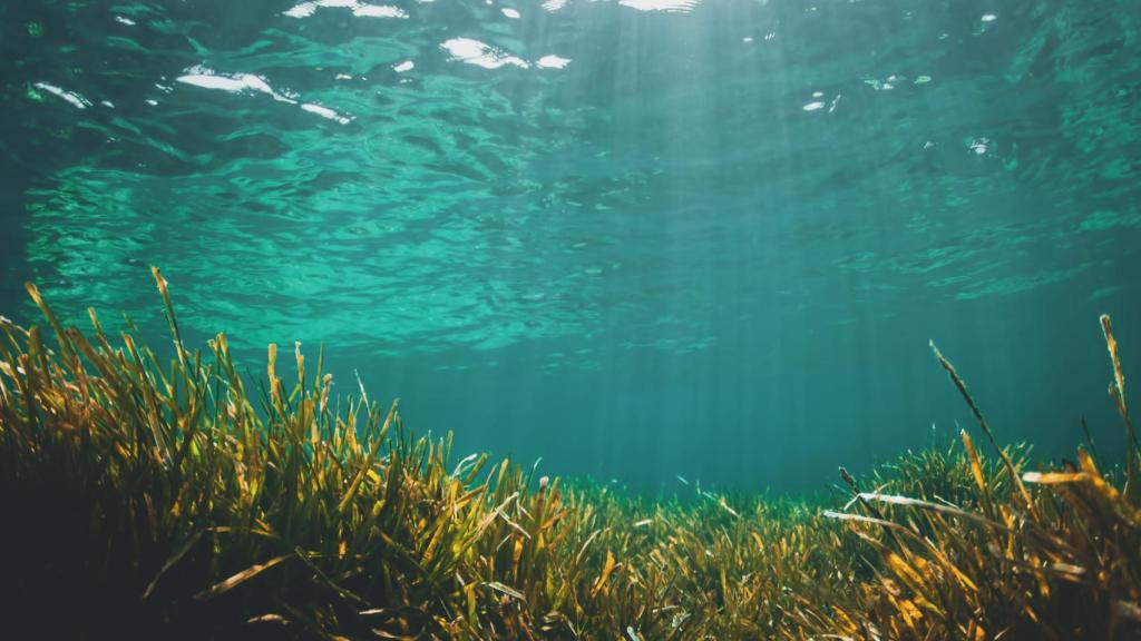 Posidonia oceánica vista dentro del mar, en una imagen de archivo.