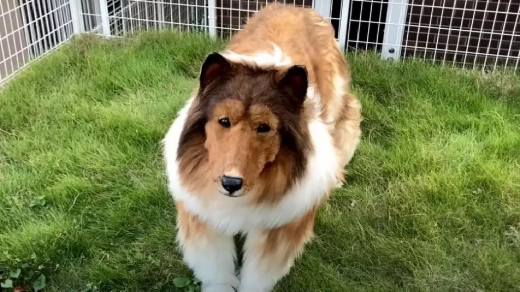 Este es el desorbitado precio que pagó por convertirse en perro y parecer un border collie