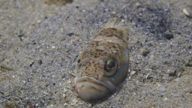 Un pez araña camuflándose en la arena