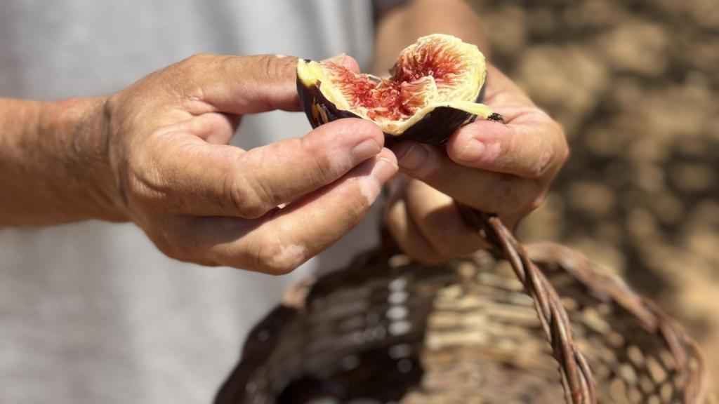 Uno de los cientos de higos que recoge Monserrat cuando acude a la finca