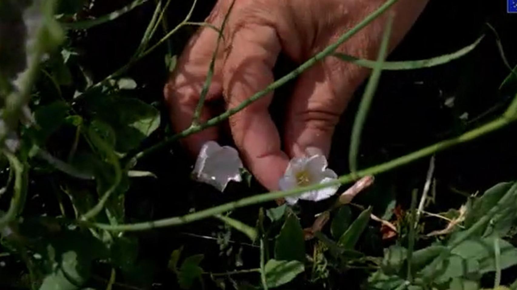 Las plantas silvestres que puedes encontrar en Salamanca y todos los beneficios que tienen