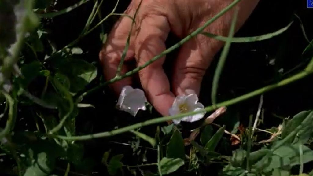 Las plantas silvestres que puedes encontrar en Salamanca y todos los beneficios que tienen