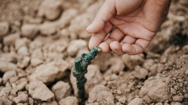 Imagen de archivo de un brote de vid.