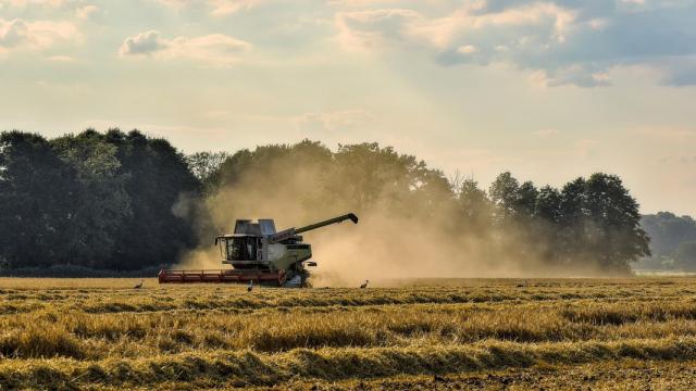 Una cosechadora en un campo en producción de cereal.