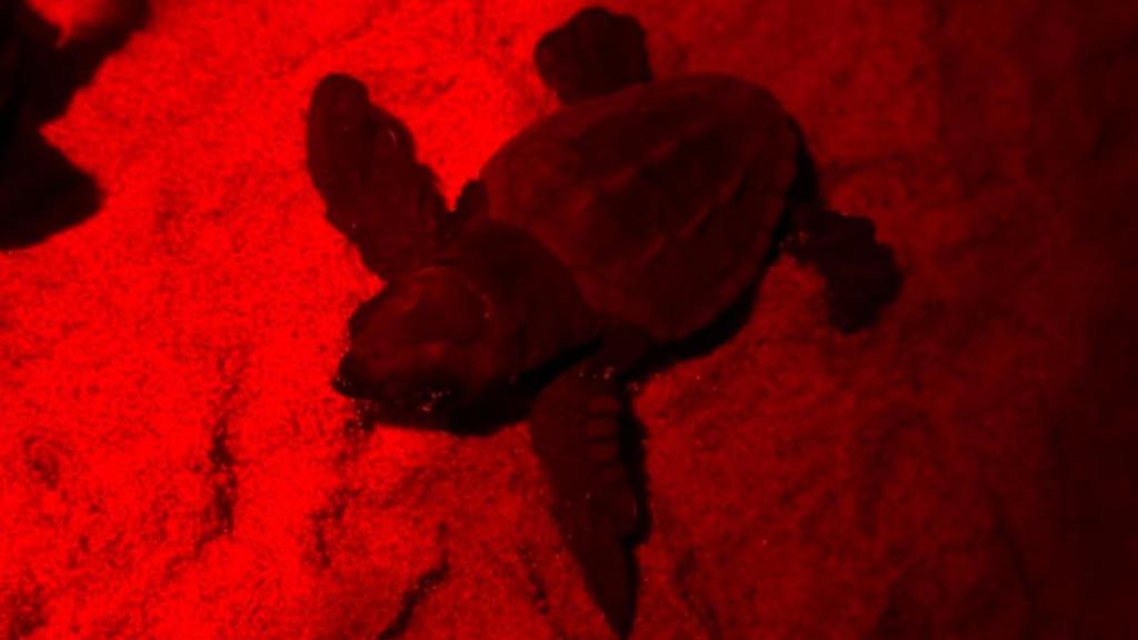 Uno de los neonatos de tortuga de Valencia