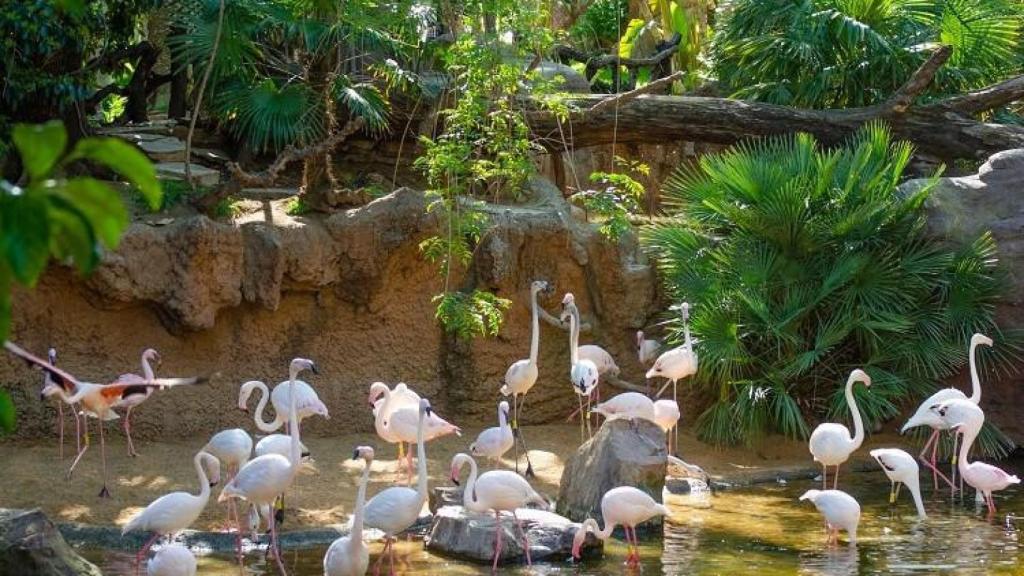 Flamencos en Bioparc.