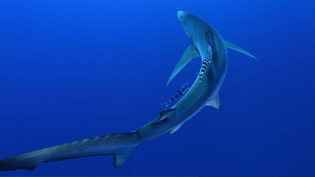 Un tiburón captado por Juan Carlos Calvín.