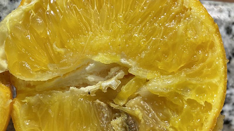 Falsa polilla localizada en una naranja enviada desde Sudáfrica.