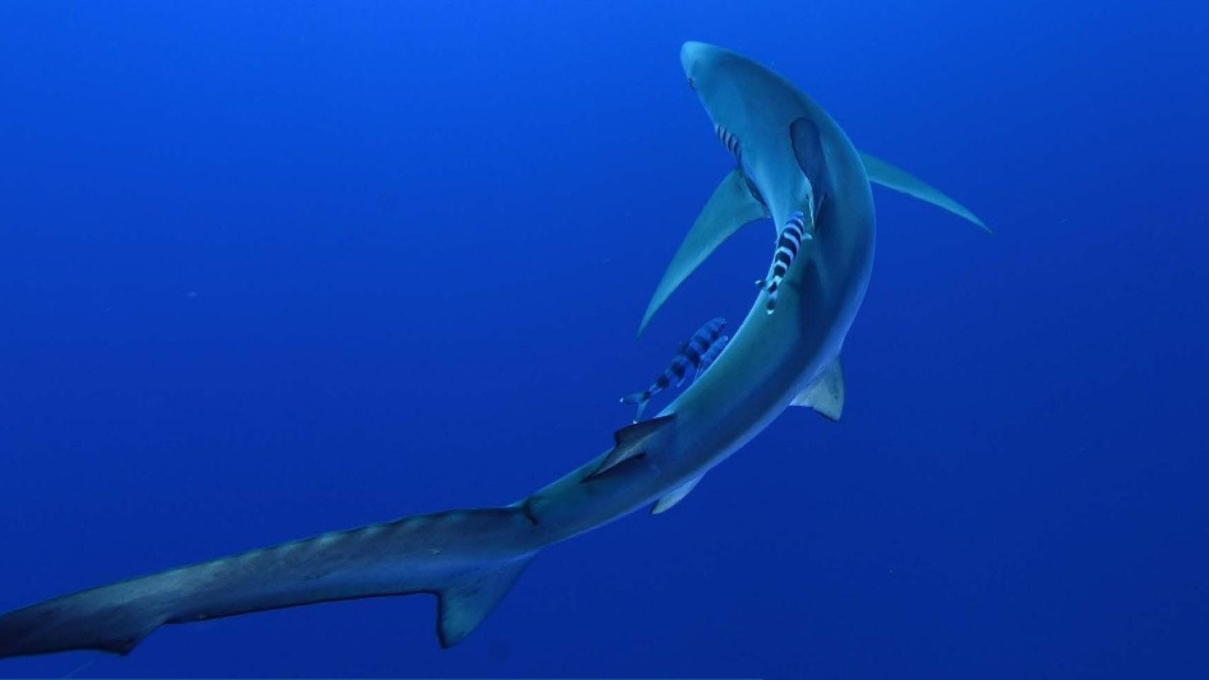 Un tiburón captado por Juan Carlos Calvín.