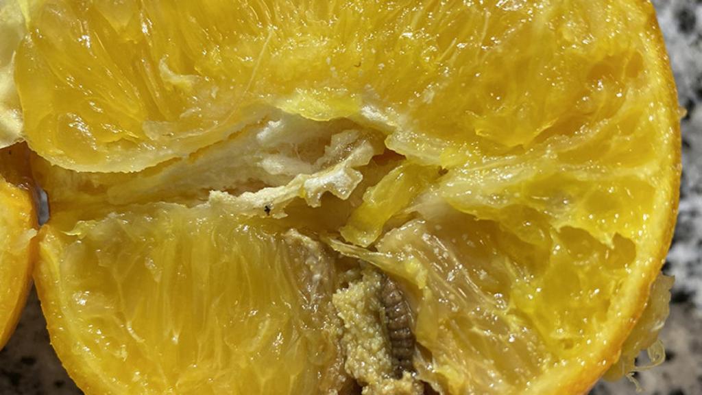 Falsa polilla localizada en una naranja enviada desde Sudáfrica.