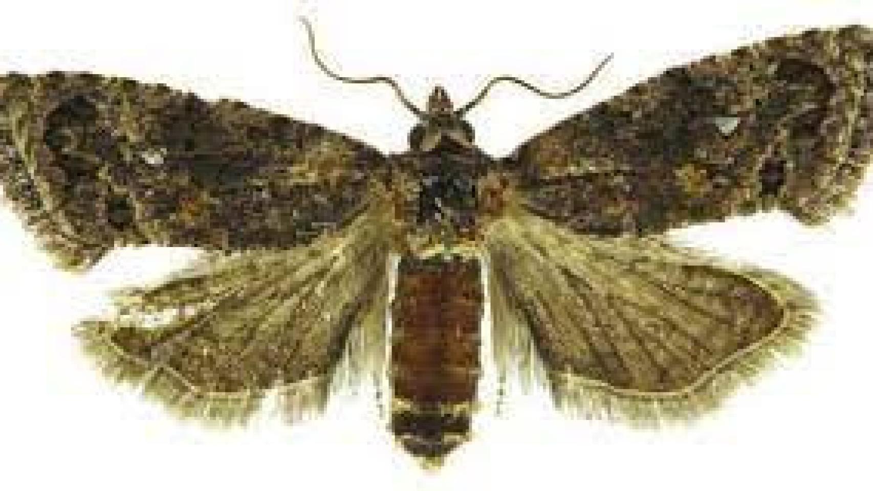 La falsa polilla (thaumatotibia leucotreta).