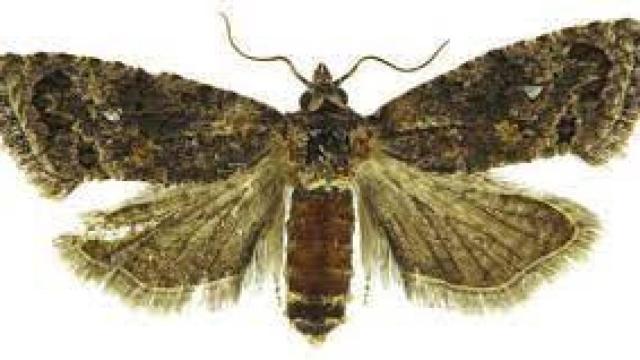 La falsa polilla (thaumatotibia leucotreta).