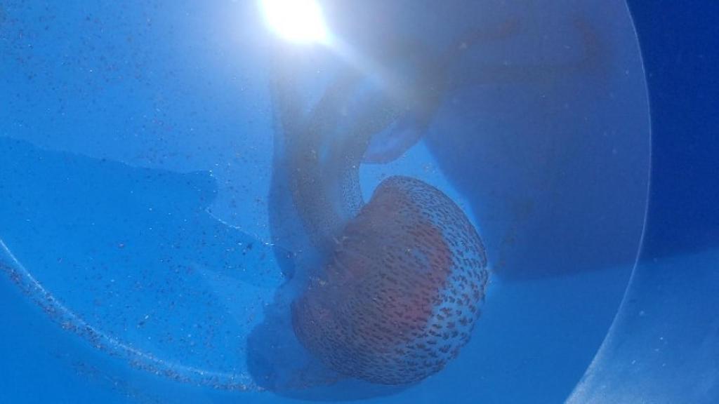 Ejemplar de Pelagia noctiluca recogida en el Rincón de la Victoria.