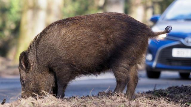 Un jabalí en una carretera convencional, muy próximo a un vehículo.