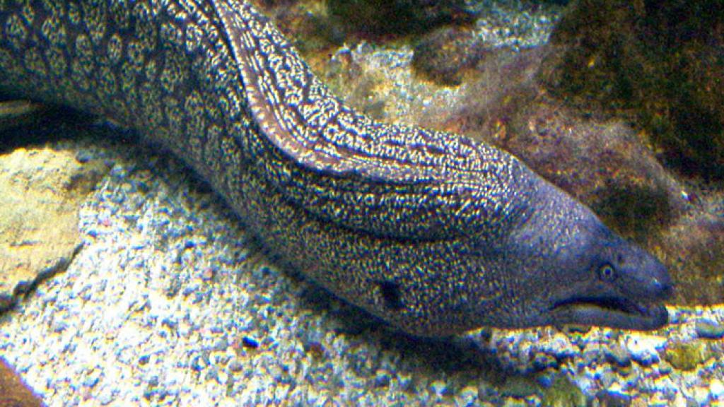 Una de las morenas del acuario.
