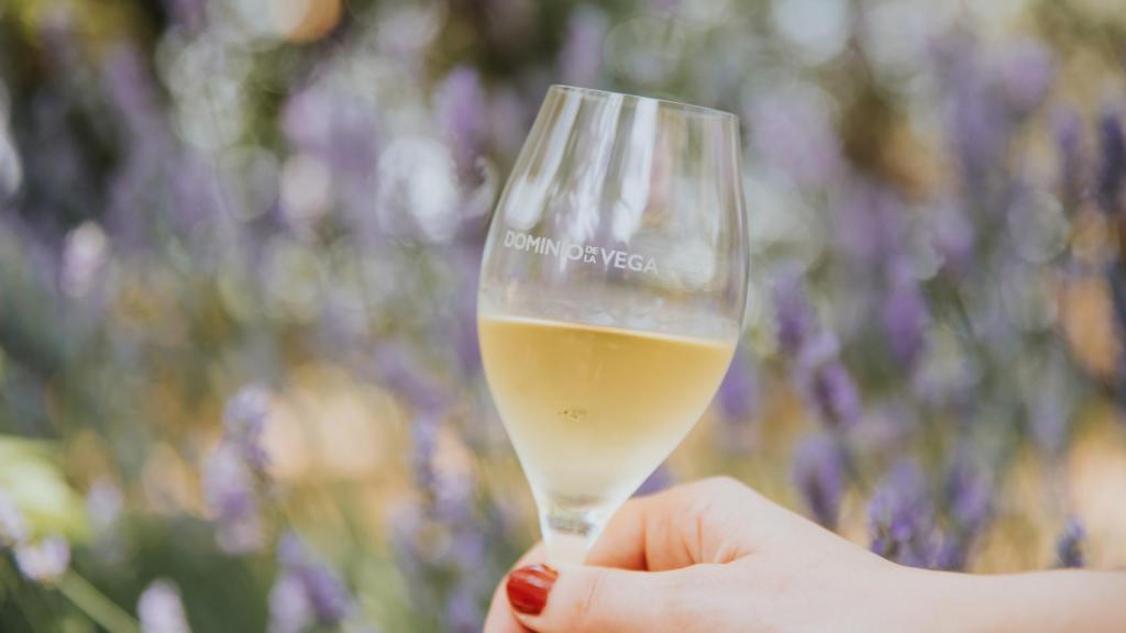 Dominio de la Vega agita la agenda cultural y gastronómica de agosto con la primera edición de la Fiesta del Cava en el corazón de su bodega