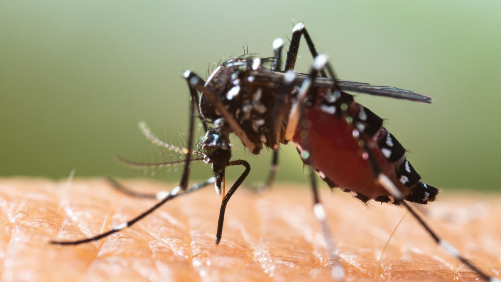 Ejemplar de mosquito tigre.