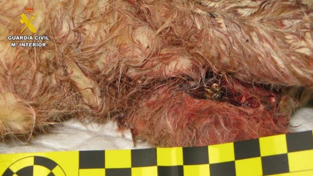 La herida de arma de fuego que presentaba el gato.