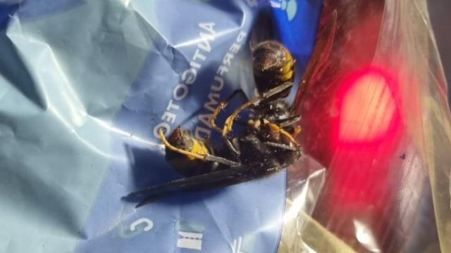 Imagen de las avispas cuyos nidos han sido eliminados por los bomberos de Benavente
