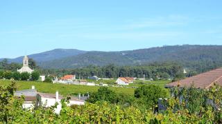 Viñedos de albariño