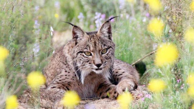 Imagen de archivo de un lince.