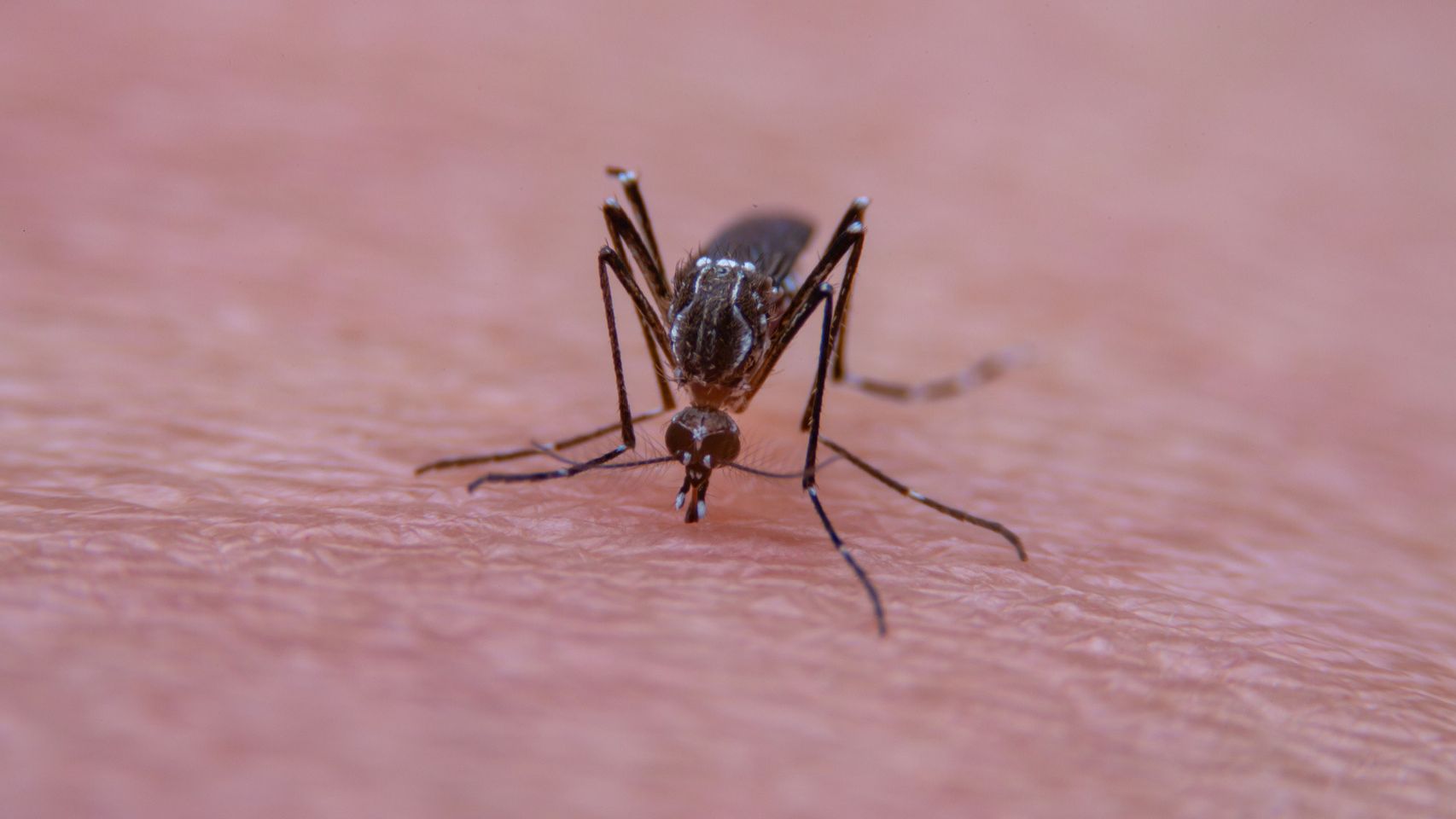 Mosquito tigre en una imagen de archivo.