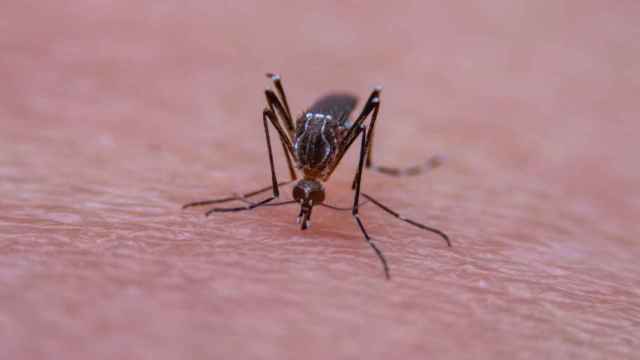 Mosquito tigre en una imagen de archivo.