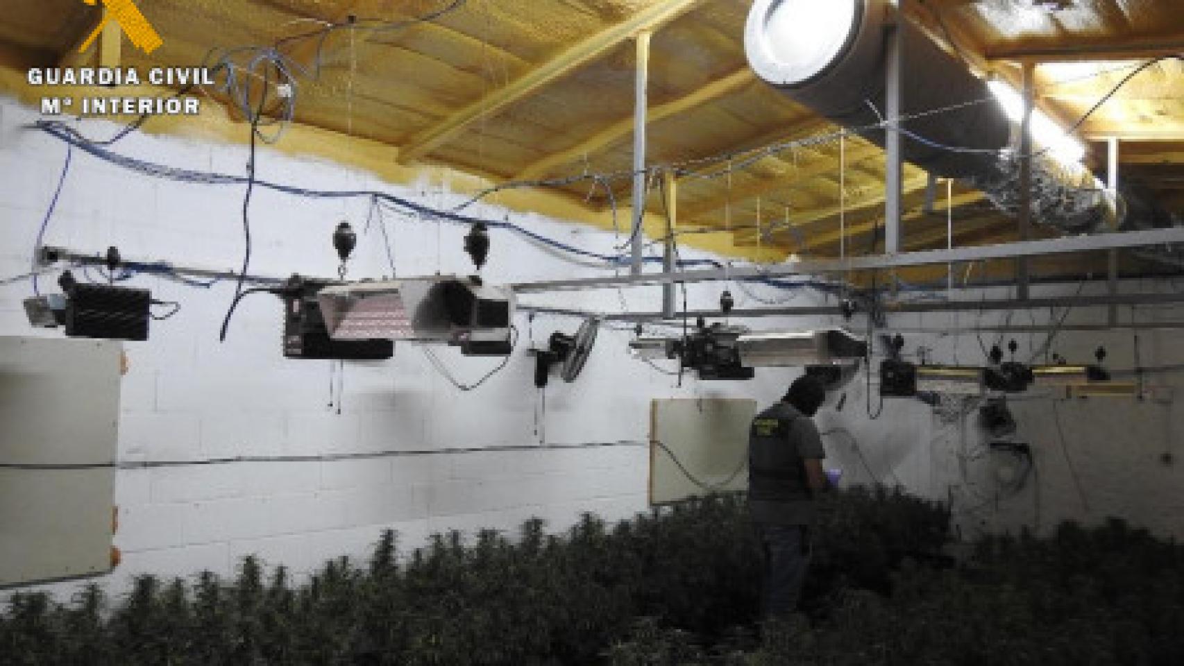Imagen de la plantación de Cubillas de Santa Marta