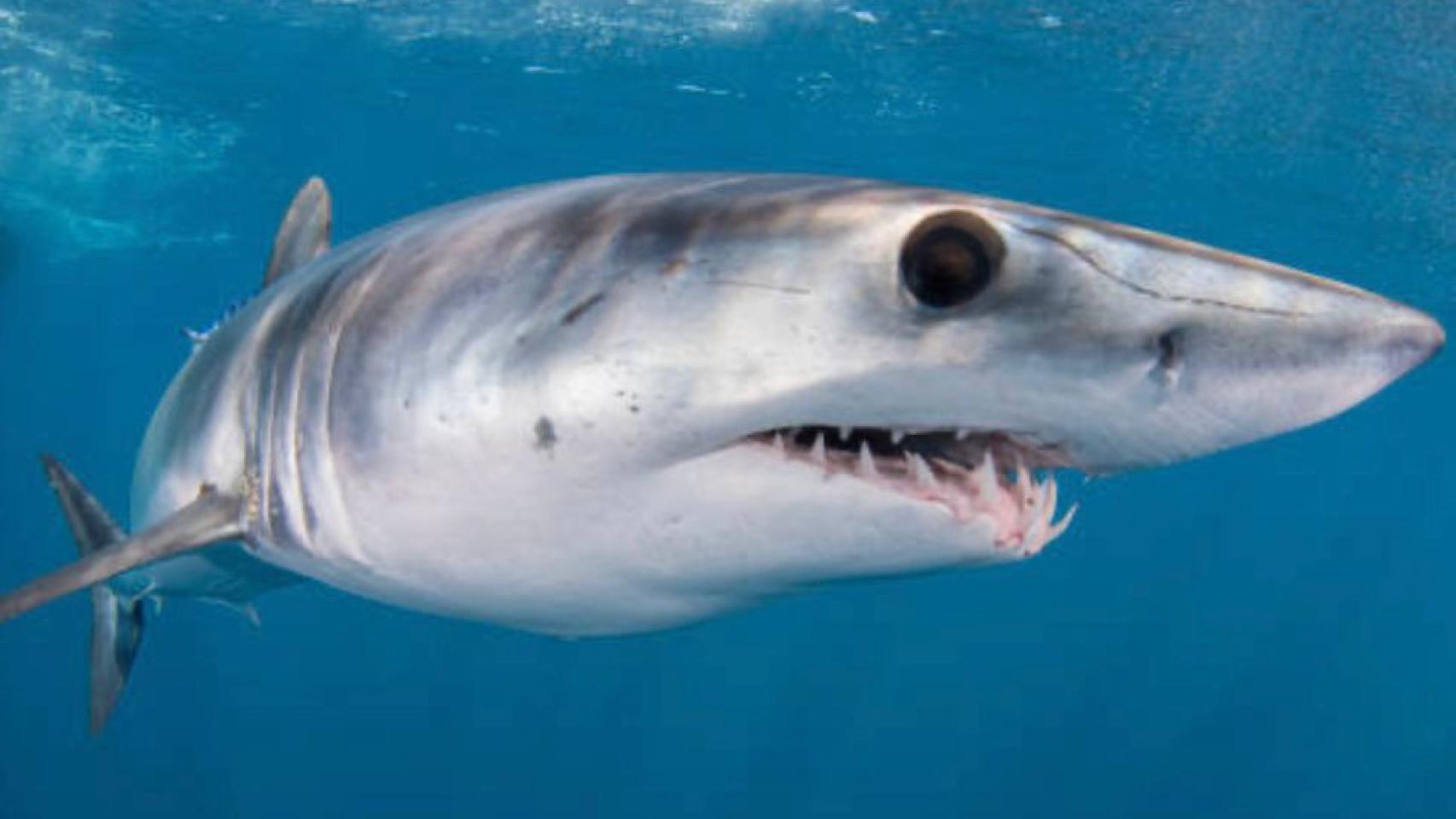 Un tiburón.