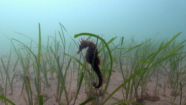 Un ejemplar de caballito de mar mediterráneo (hippocampus-guttulatus).