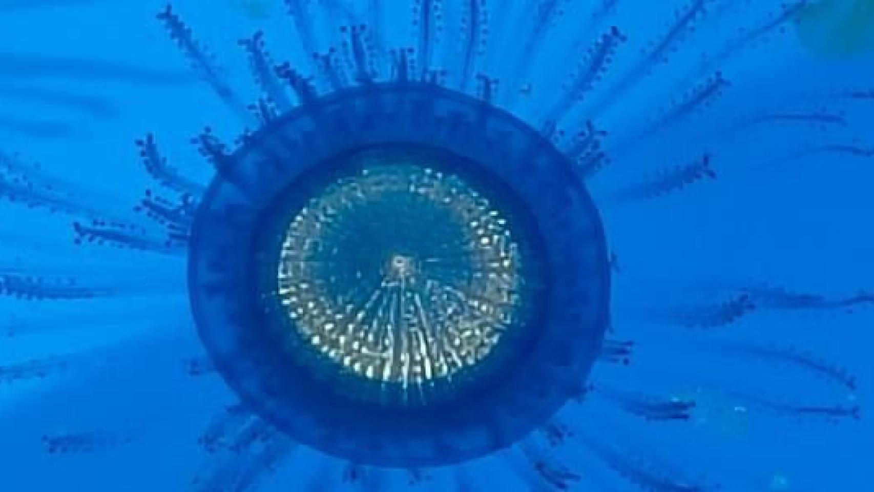 Imagen de uno de los ejemplares de botón azul.