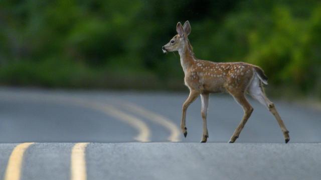Ciervo cruzando la carretera.