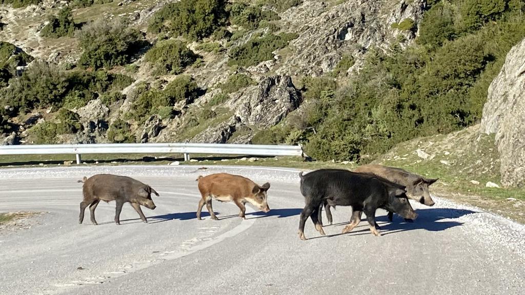 Jabalíes cruzando la carretera.