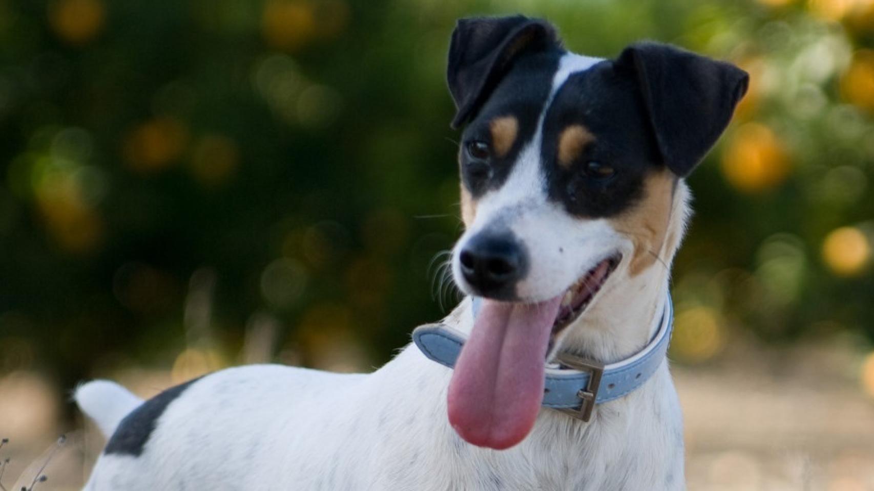 Imagen de archivo de un perro en Andalucía.