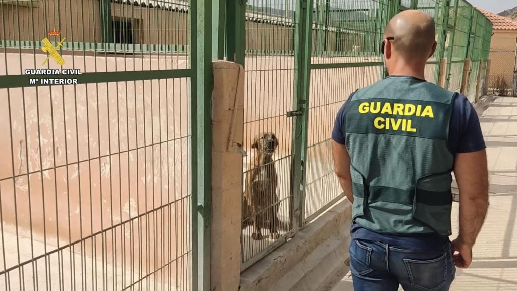 Un guardia civil ante uno de los perros rescatados.