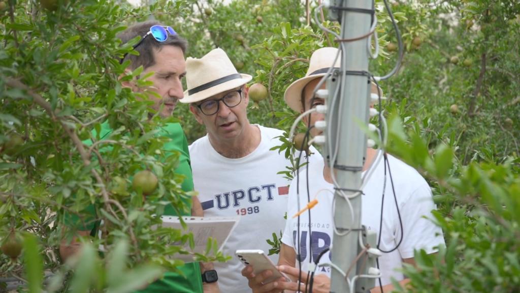 Sensores instalados en la plantación