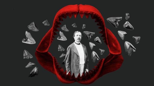 La cabeza del megalodón puede superar los cuatro metros de longitud.